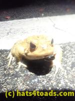 /home//u458753944/public_html/sourcegallery/////////////////////////////Roxborough Toad Detour/2023/2023-03-23/P3230647.JPG
